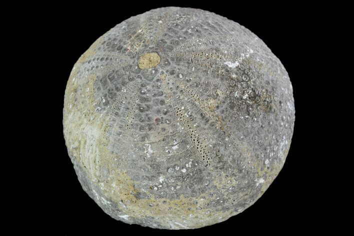 Fossil Sea Urchin (Eucosmus) - Morocco #107991